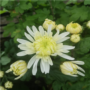 Chrysanthemum 'St. Stefen'